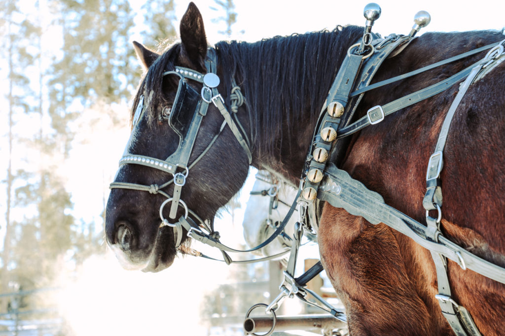 Gucci the Horse